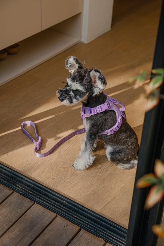 Harnais Anti-Traction Actif pour Chien – Mint Purple