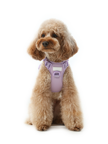 Harnais Anti-Traction Actif pour Chien – Mint Purple
