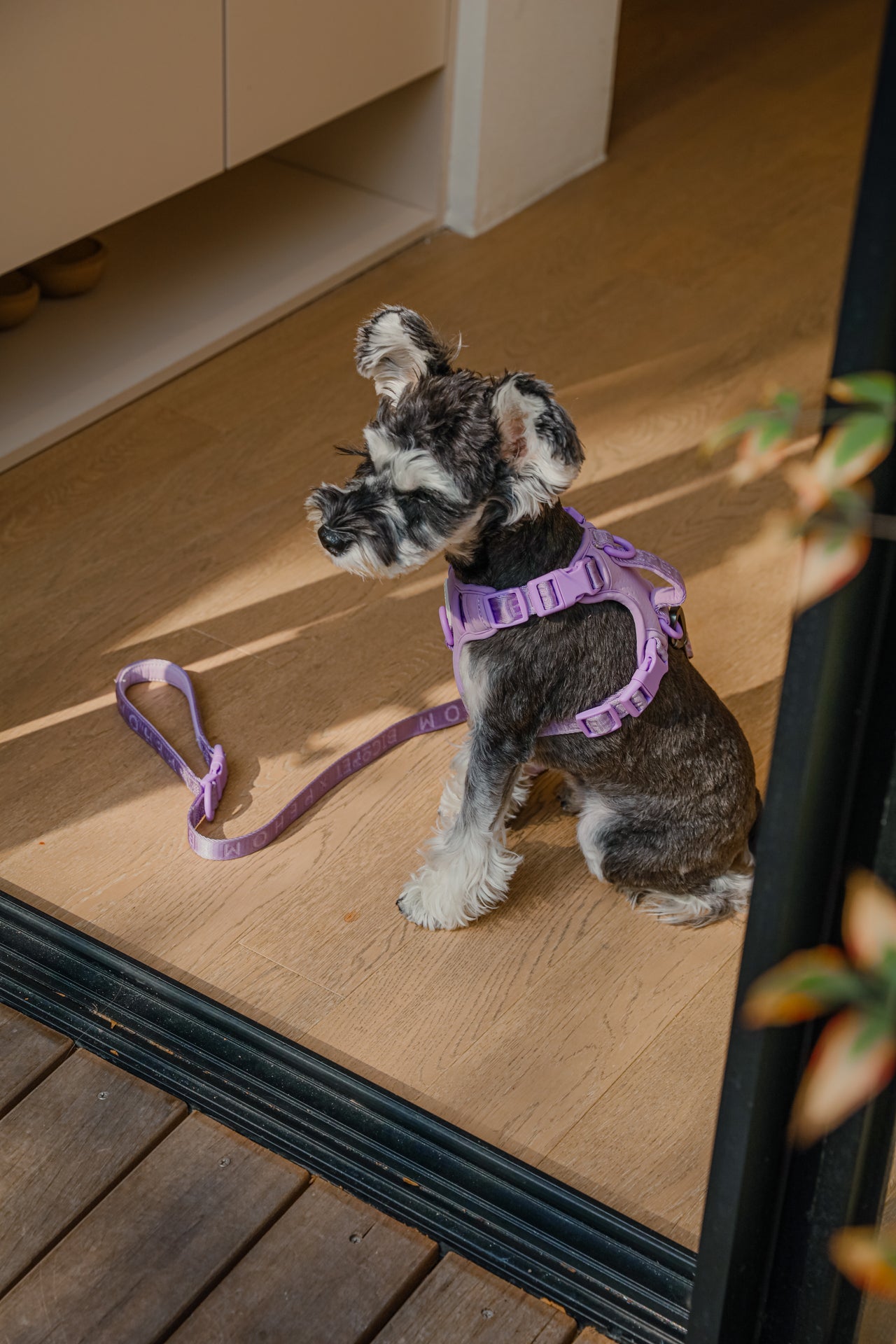 Harnais Anti-Traction Actif pour Chien – Mint Purple