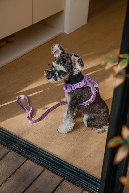 Harnais Anti-Traction Actif pour Chien – Mint Purple