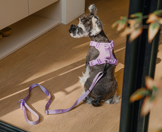 Laisse Active Rembourrée pour Chien – Mint Purple