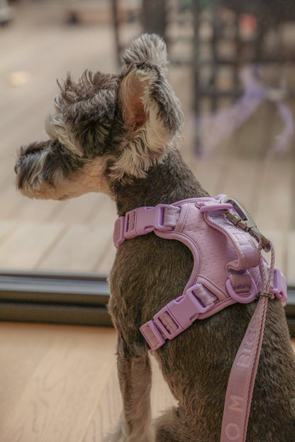 Harnais Anti-Traction Actif pour Chien – Mint Purple