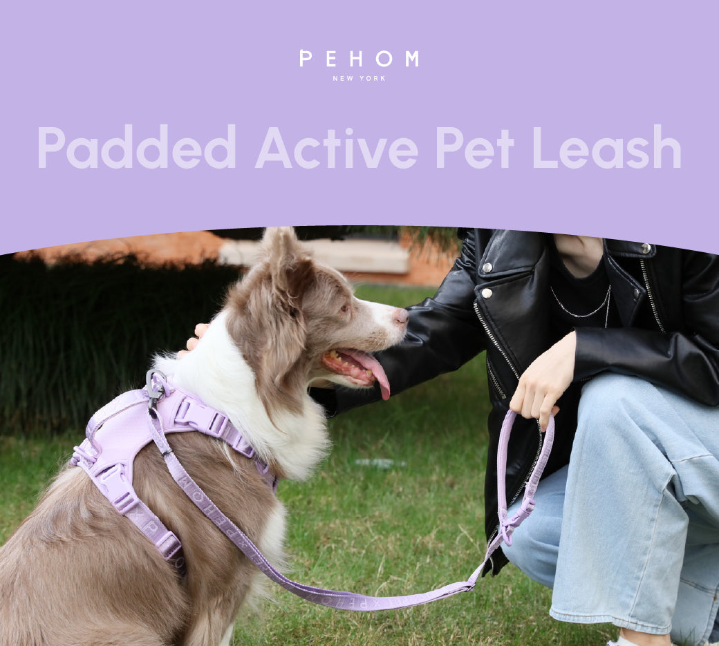 Laisse Active Rembourrée pour Chien – Mint Purple