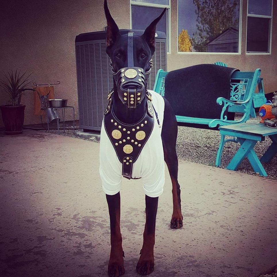 "Maximus" Muselière Panier en Cuir Noir & Or – Bestia