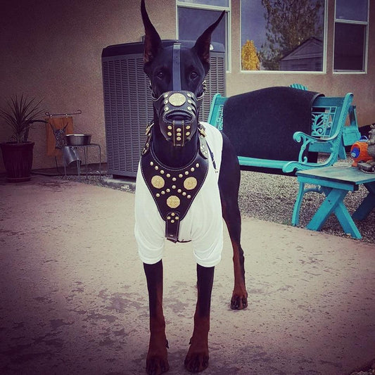 "Maximus" Muselière Panier en Cuir Noir & Or – Bestia