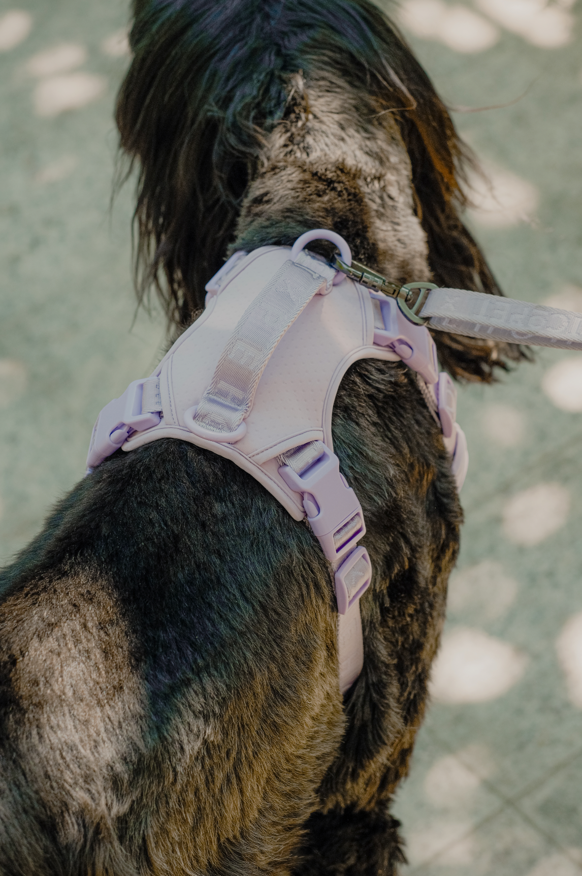 Harnais Anti-Traction Actif pour Chien – Mint Purple