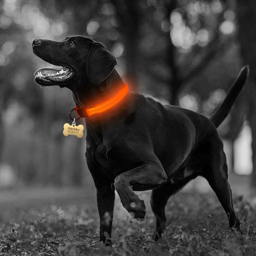 Ensemble 2 Colliers LED Nylon pour Chien – Visible la Nuit