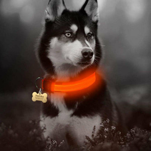 Ensemble 2 Colliers LED Nylon pour Chien – Visible la Nuit